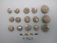 藏品(螺類)的圖片